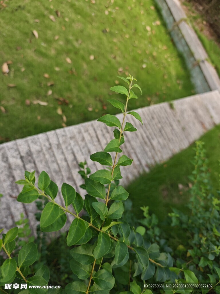 庭院绿植与砖石小径