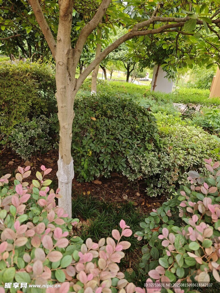 花园中树木与多彩花卉景观
