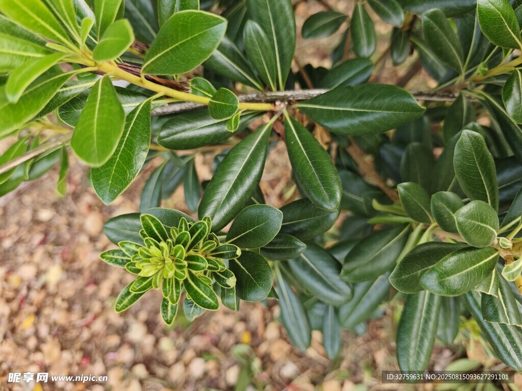 翠绿灌木植物特写