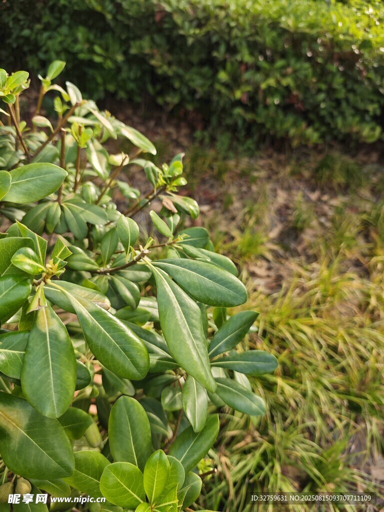 绿叶植物近景
