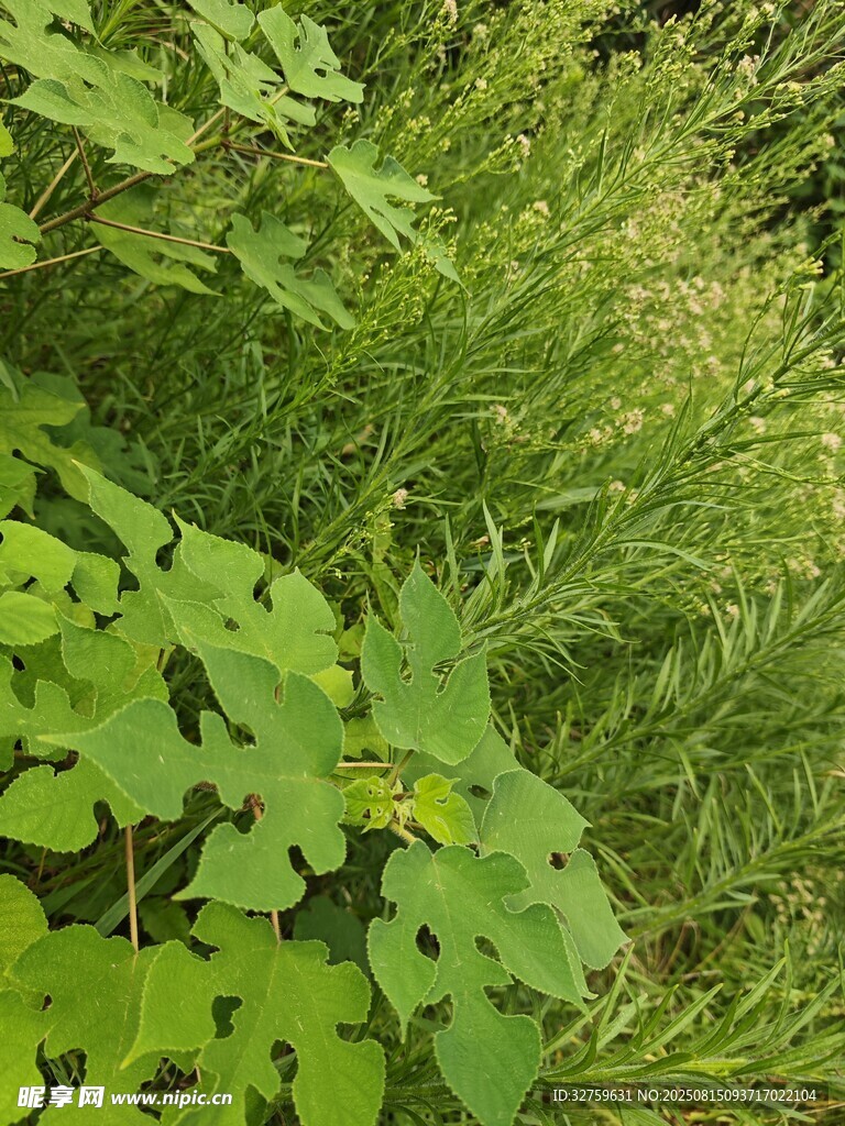 绿意盎然的繁茂植物