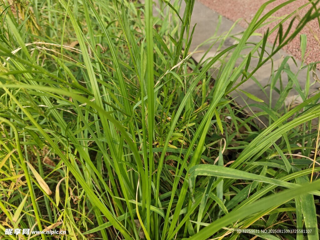 翠绿茂盛的野草
