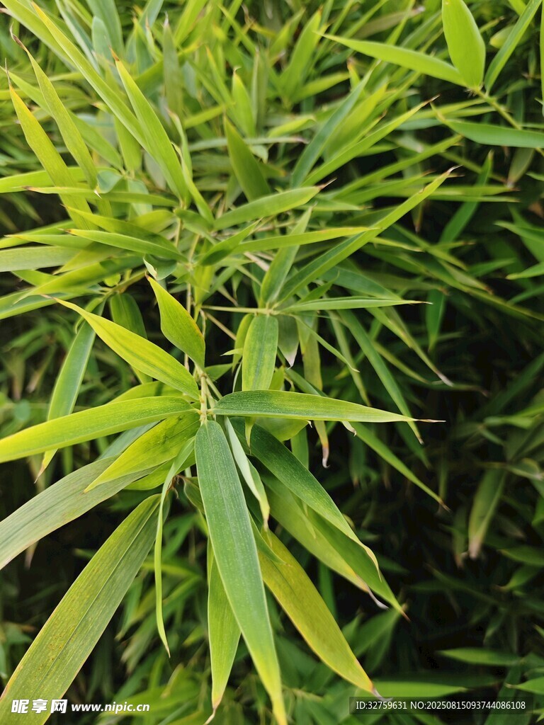 翠绿竹叶特写
