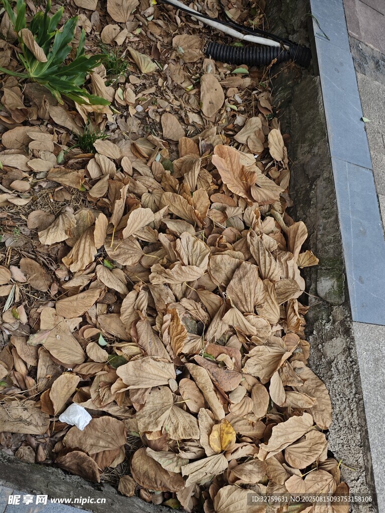 地面上的棕色碎木屑