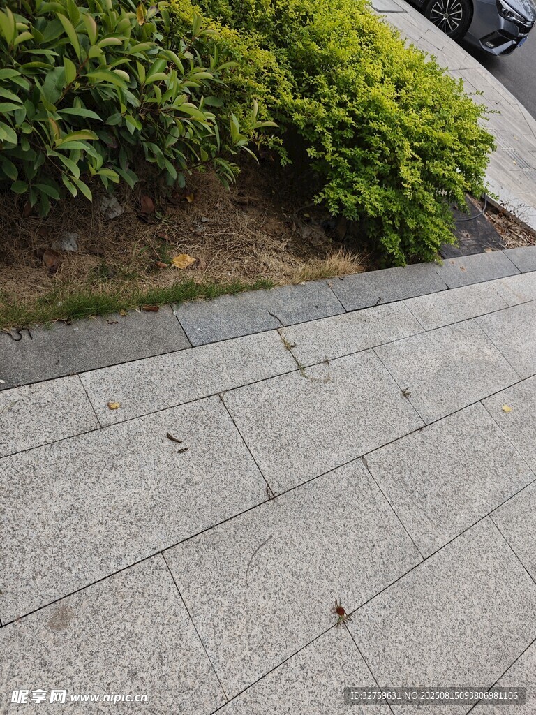 户外灰色石板路与绿植