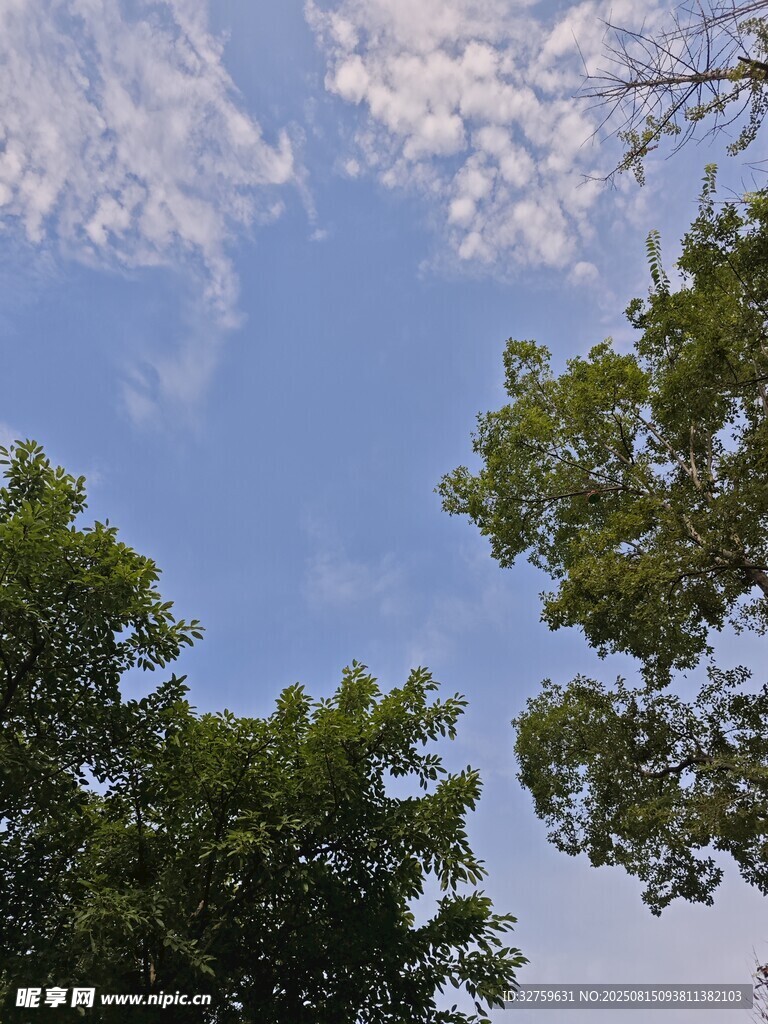 蓝天绿树间的清新景致