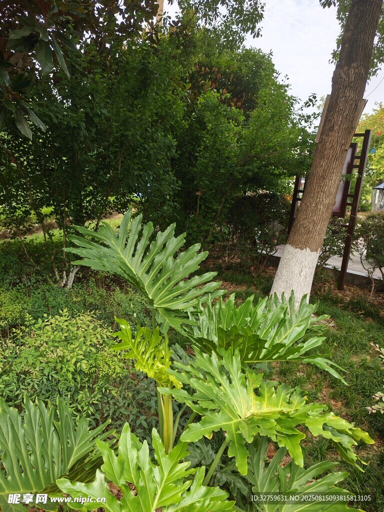 庭院绿植景观