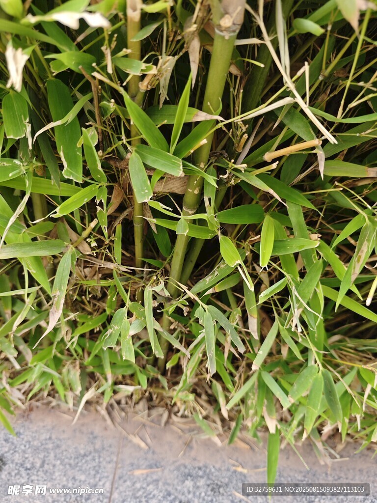 路边翠绿的竹子与杂草
