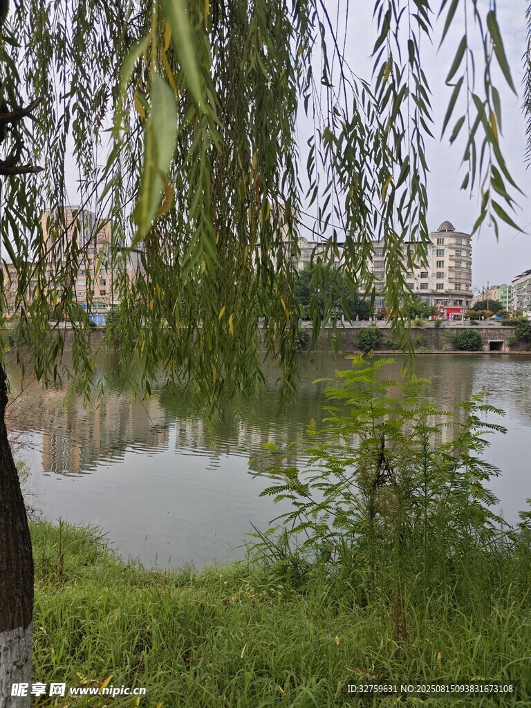 湖畔垂柳 