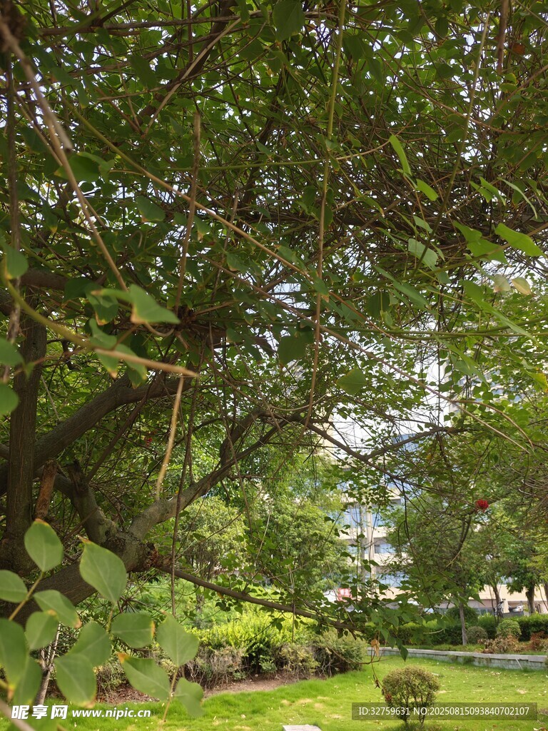 绿荫下的宁静庭院景观
