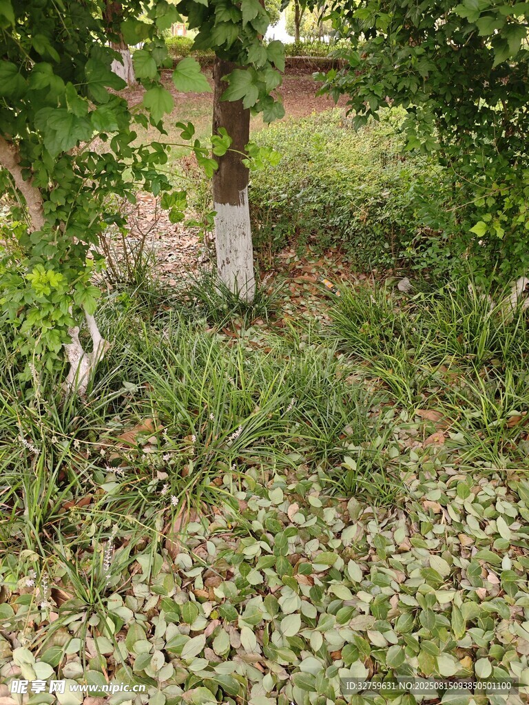 树下草地景象