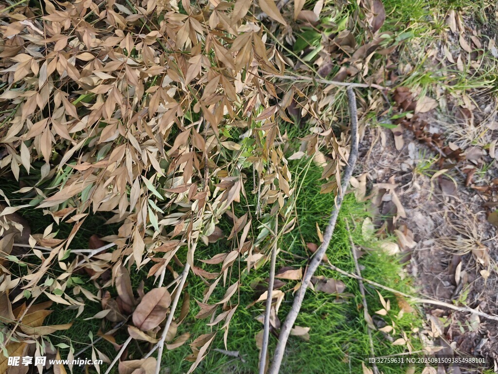 地面枯草与苔藓景象
