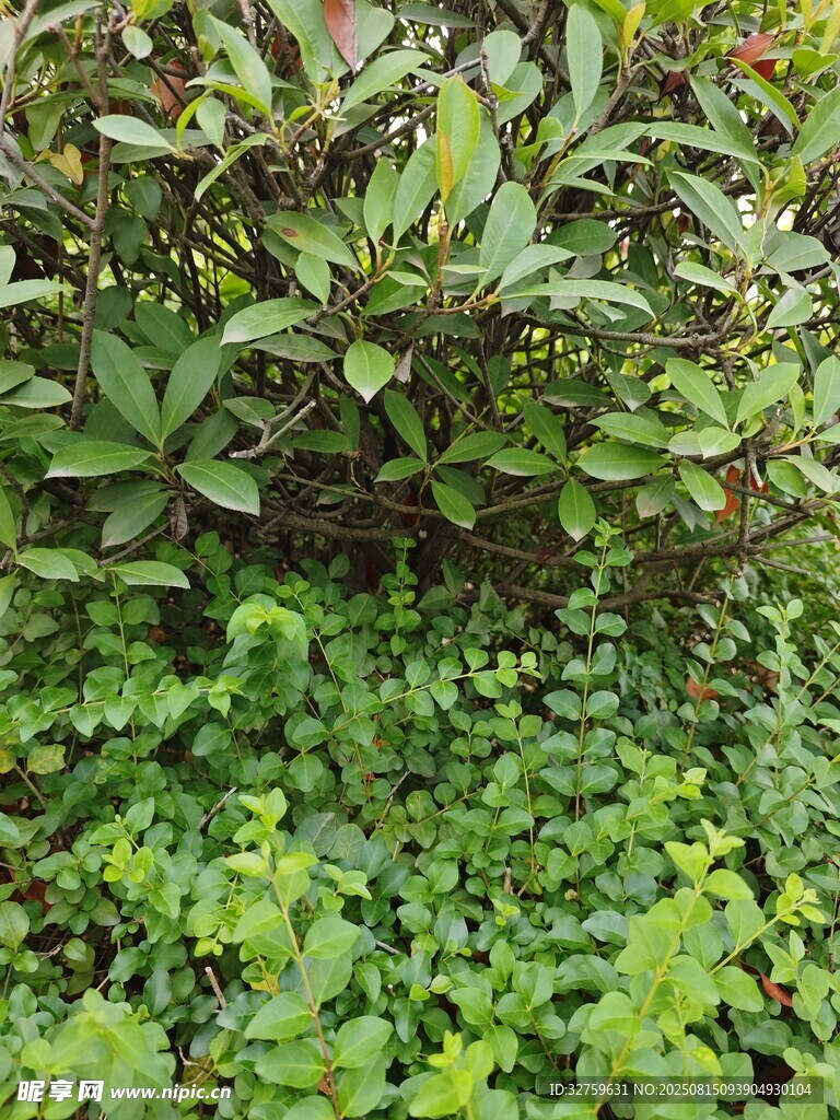 绿植景观 
