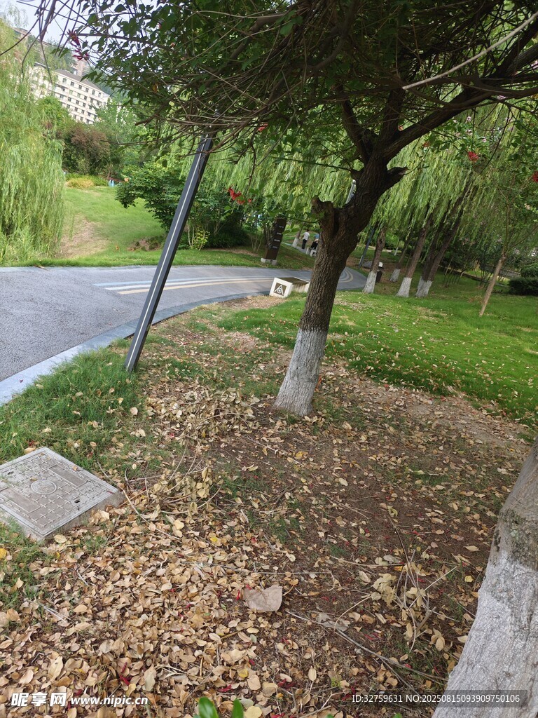 路边树下的自然景致