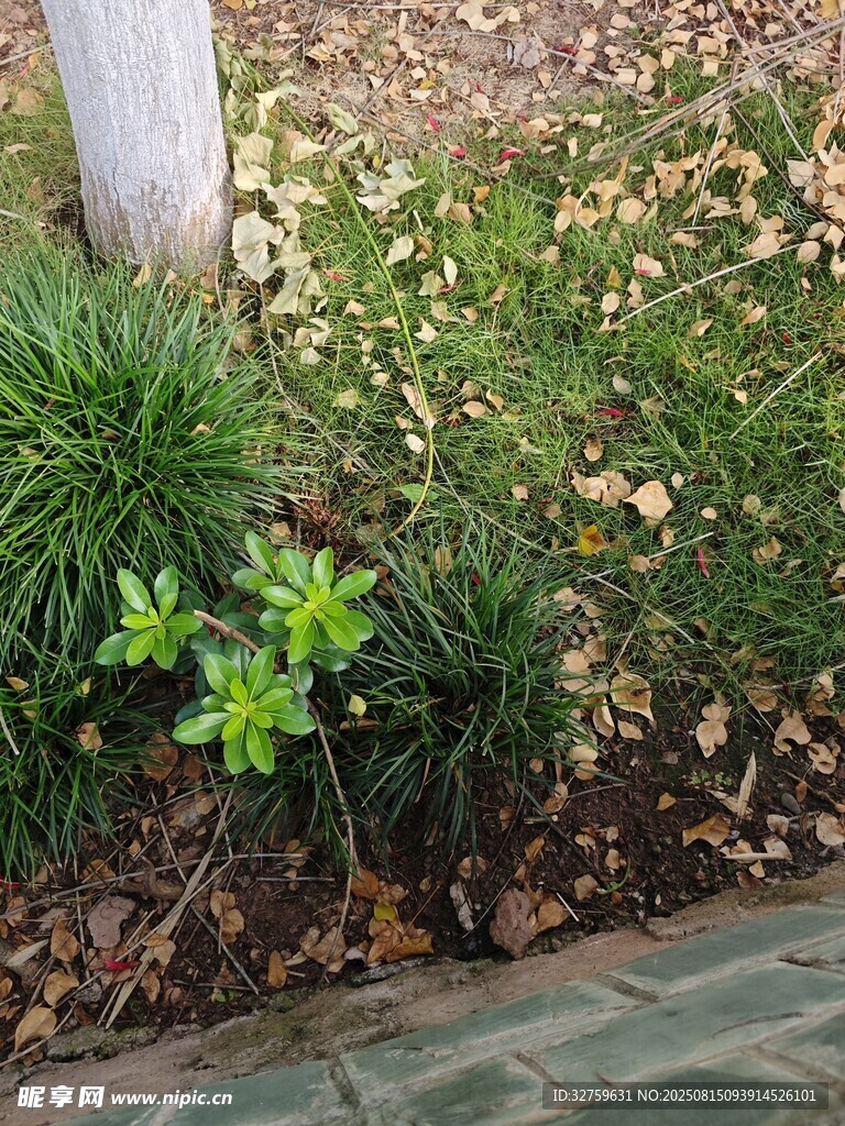 庭院绿植景观一角