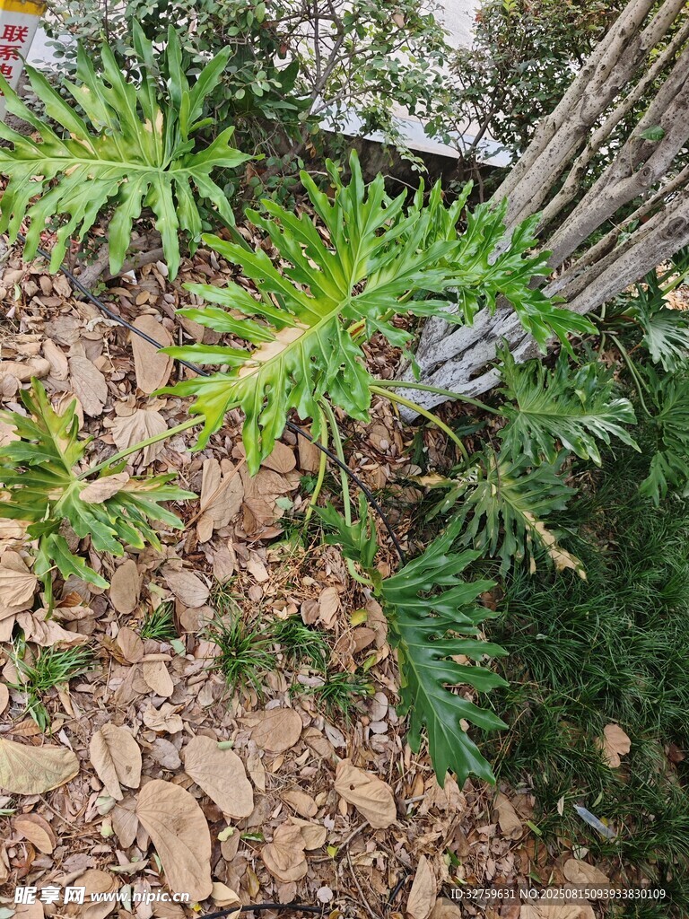 石间绿植 