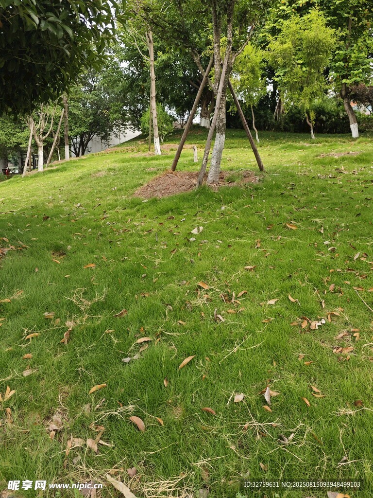 绿意盎然的公园草地景观