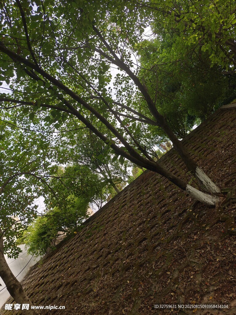 绿树环绕的土坡景致