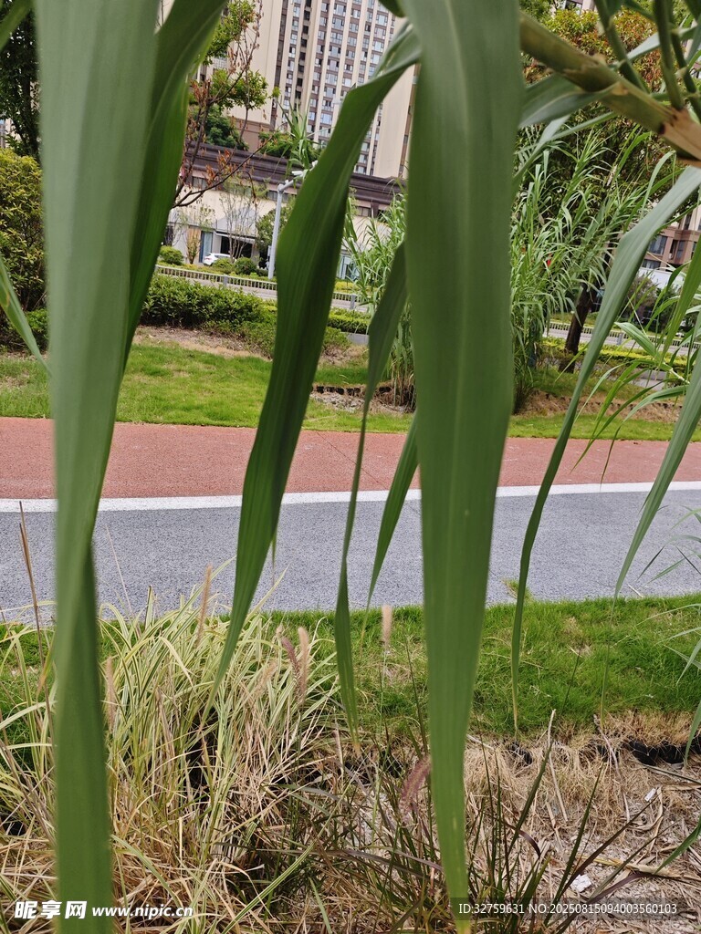 路边绿植特写