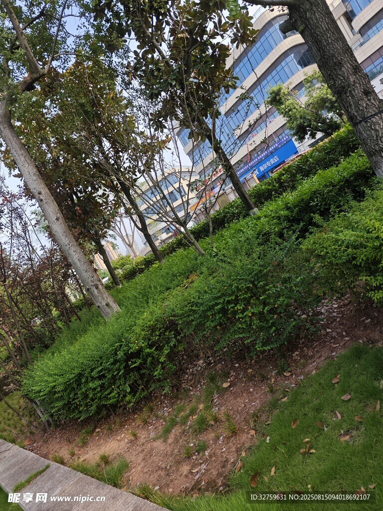 城市中葱郁的树木与绿植