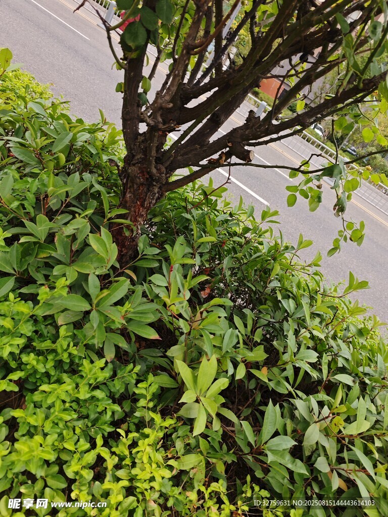 路边绿植与矮树景观