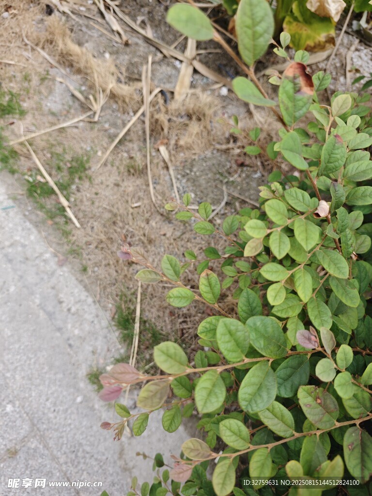 路边绿植与裸露地面景象
