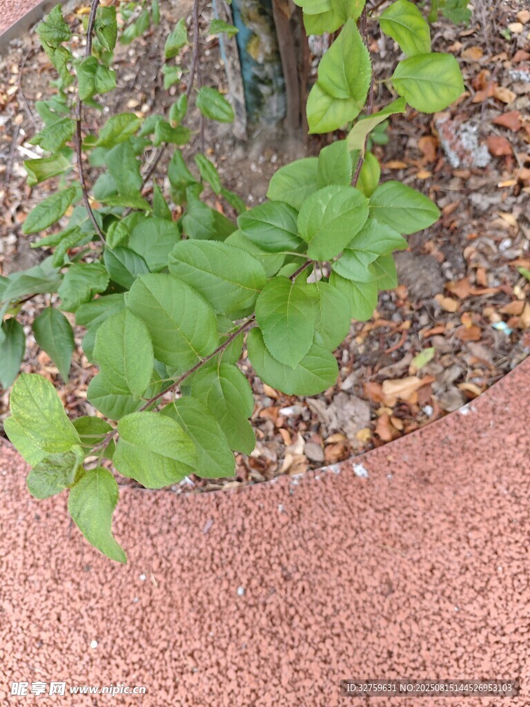 红砖地面旁的翠绿植物