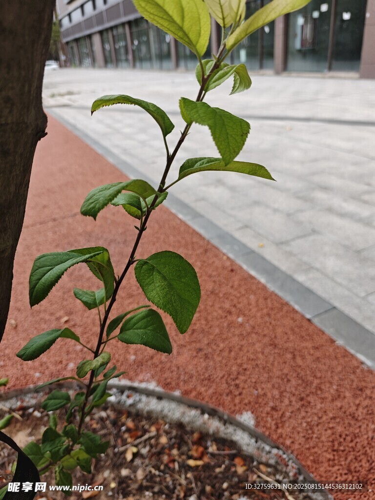 街边盆栽绿植生机盎然