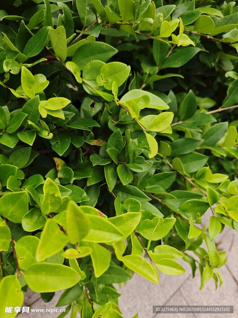 翠绿生机盎然的绿植景观