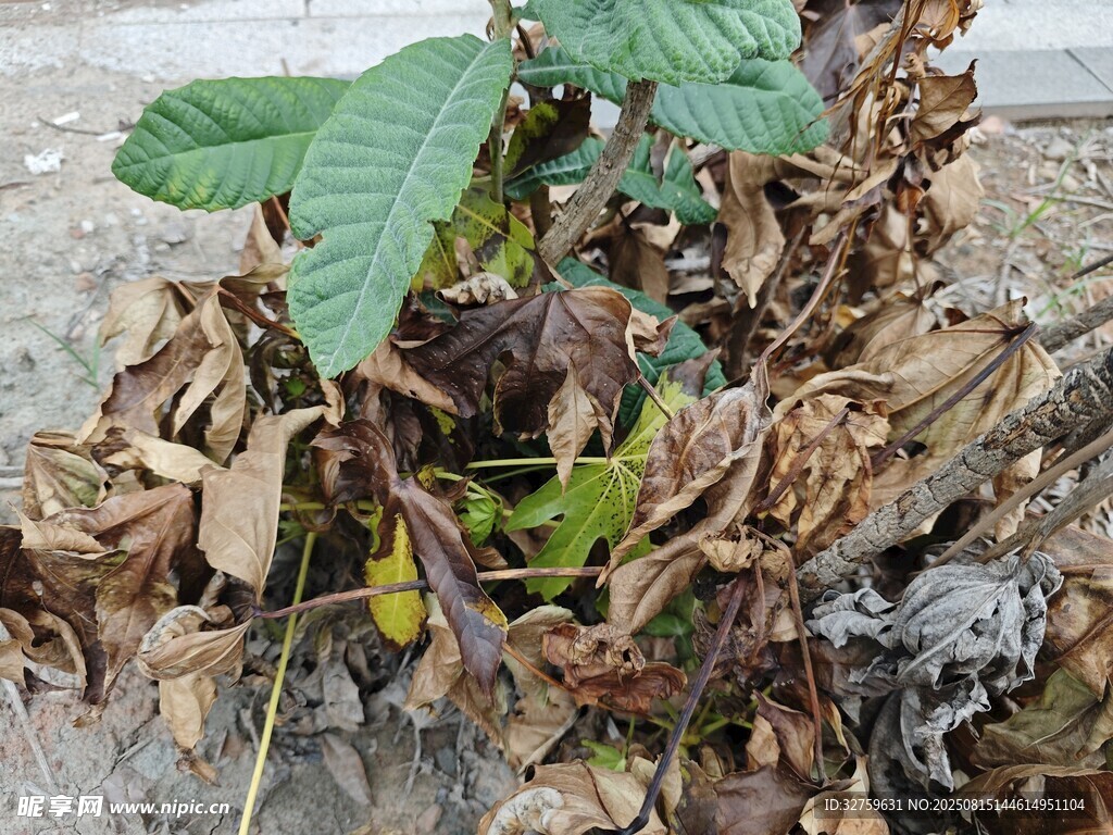 患病枯萎的植物叶片