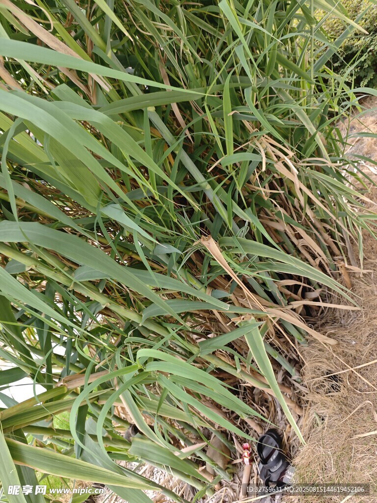 草丛中的神秘黑色物体