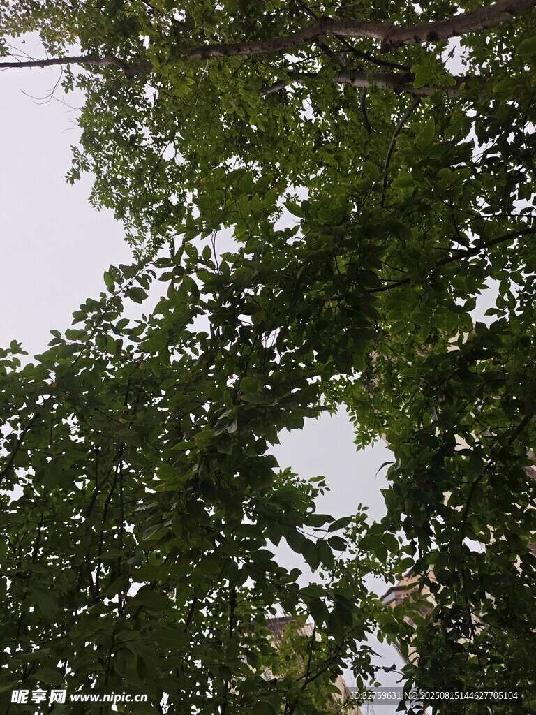 繁茂绿树