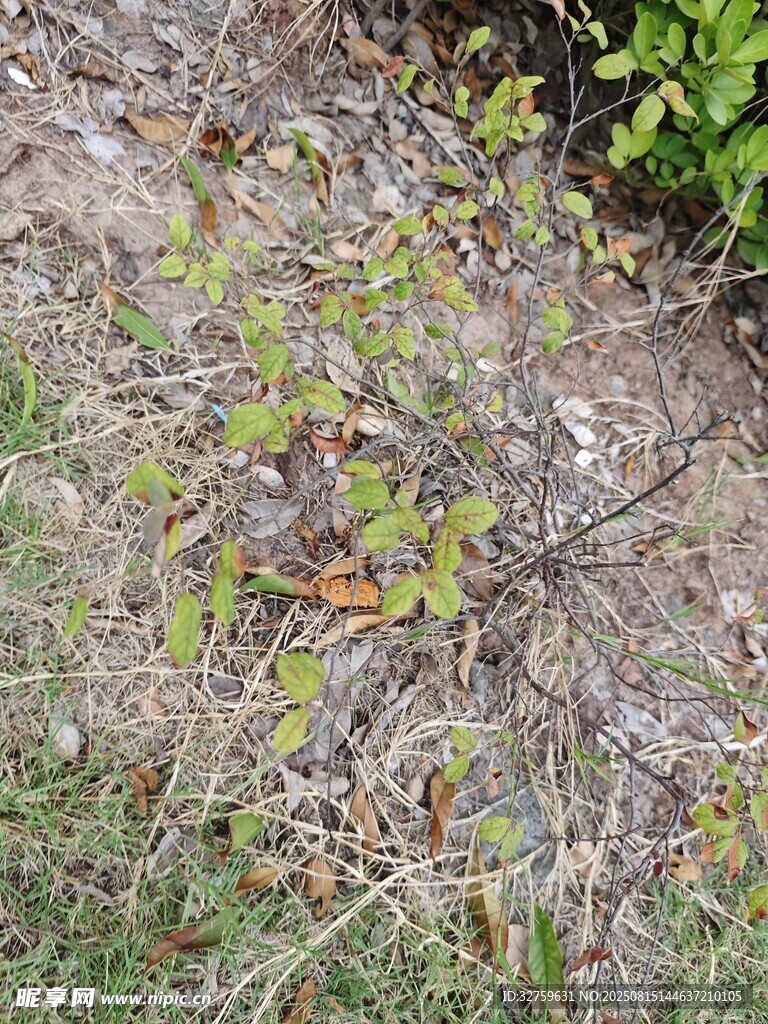 地面稀疏植物景象