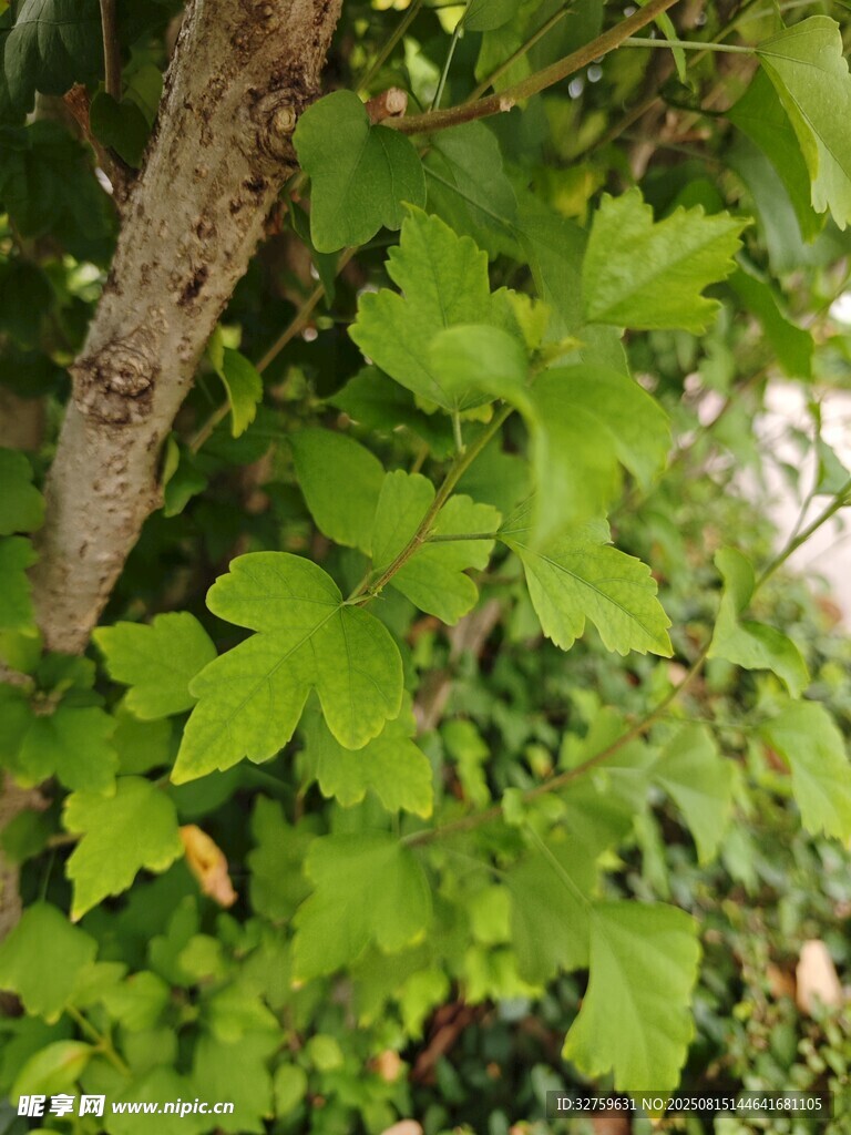 绿叶繁茂的树干景象