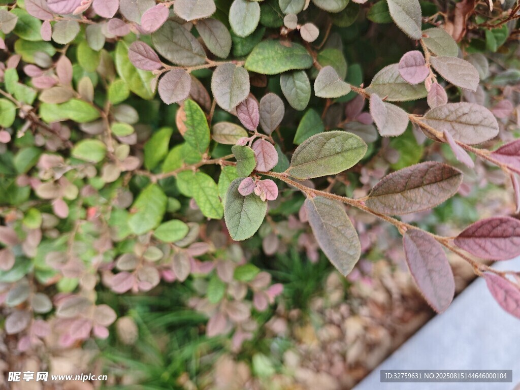 多彩叶片植物特写
