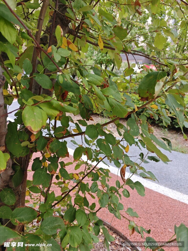 绿叶繁茂的路边植物