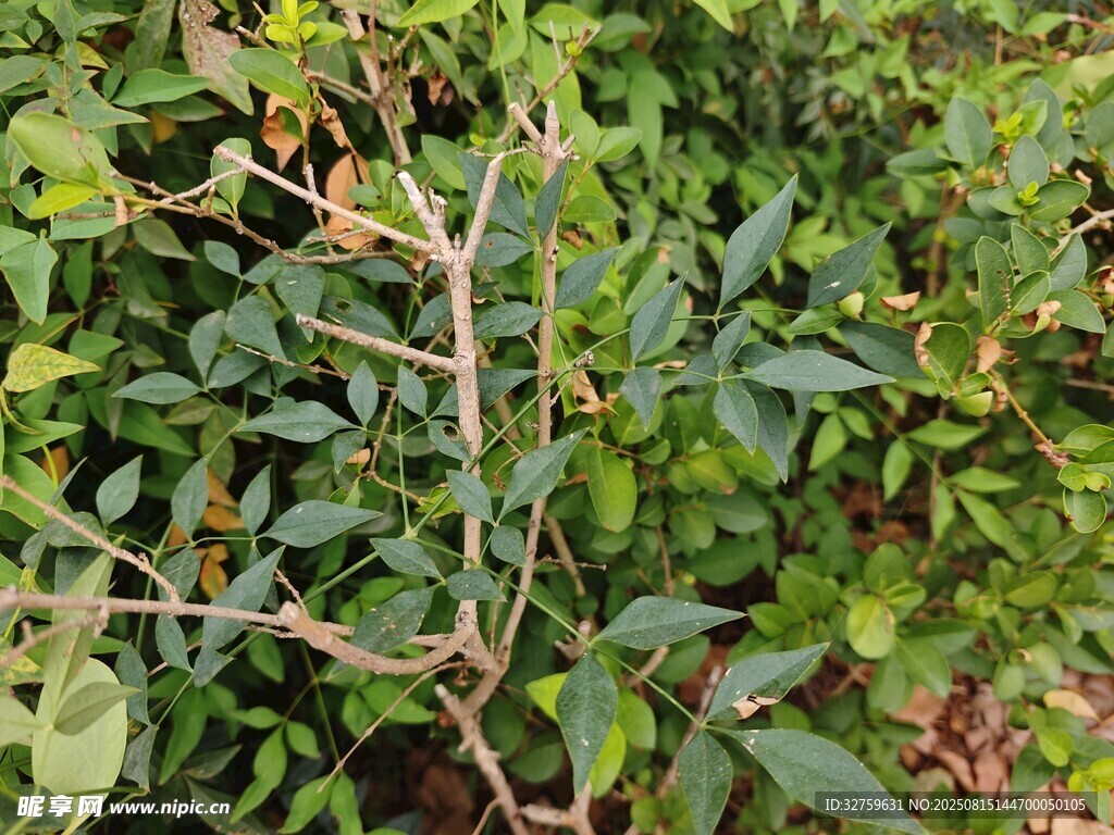 繁茂绿植特写