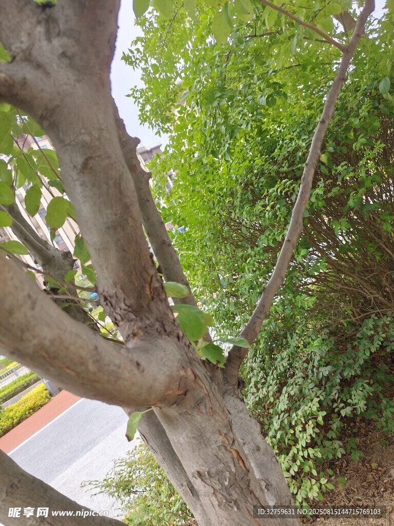 树干旁的繁茂绿植
