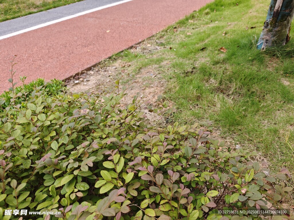 路边绿植景观