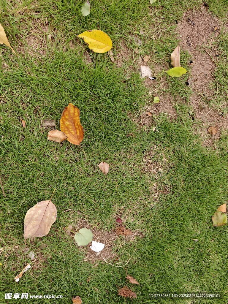 草地上散落的多彩落叶