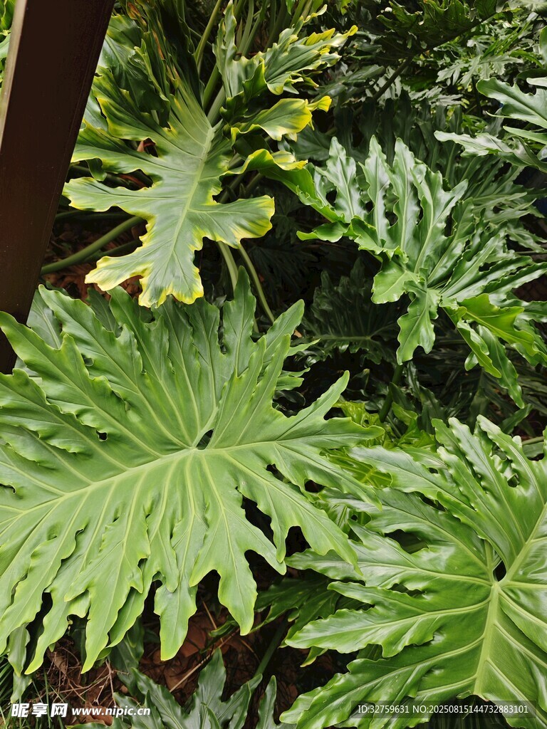 大叶绿植特写