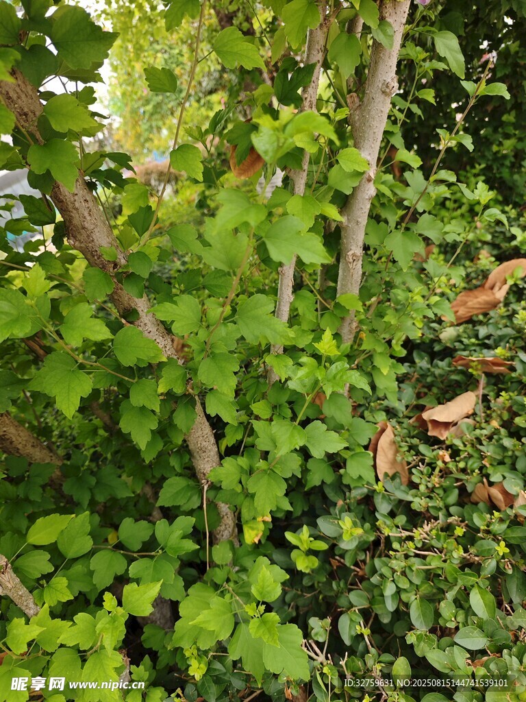 繁茂绿植景观