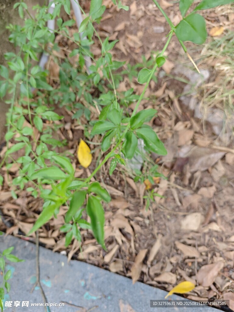 地面绿植与落叶景象