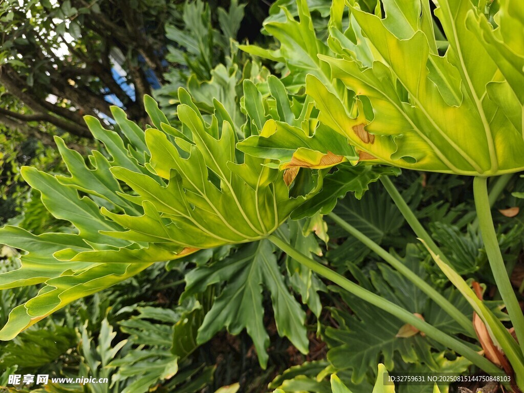 翠绿繁茂的热带大叶植物
