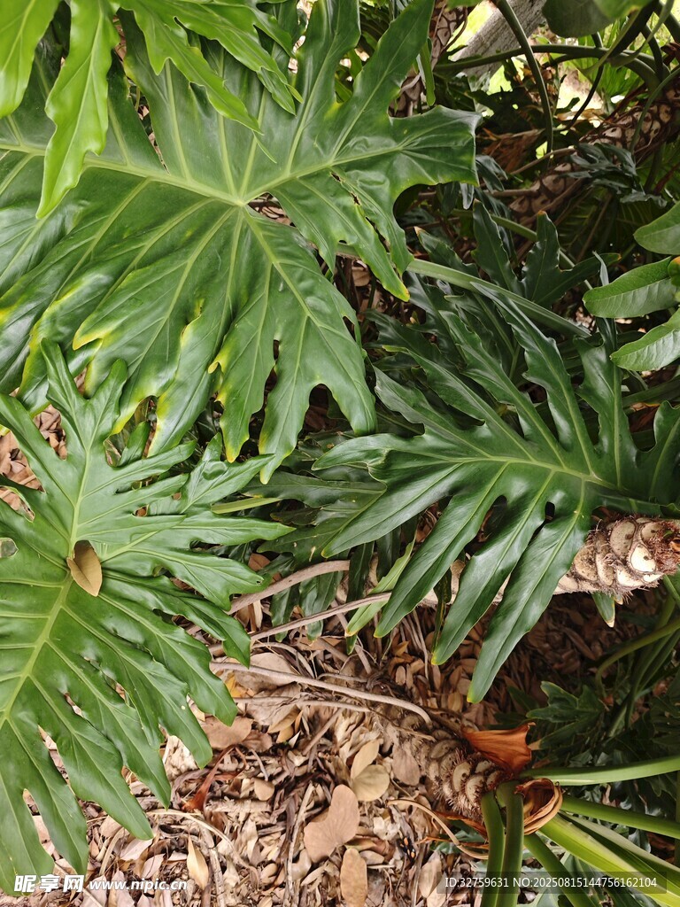 羽状叶片的热带植物