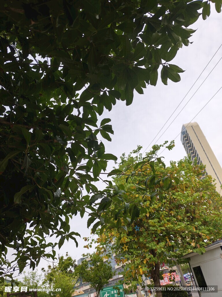 绿树掩映下的城市景致