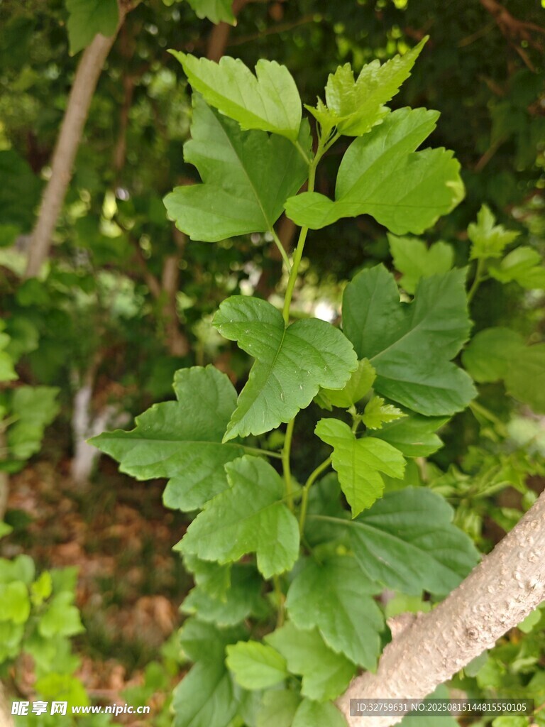 绿叶繁茂的植物特写