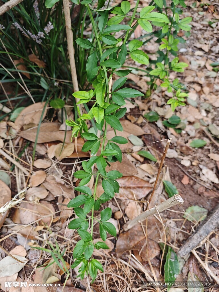 藤蔓植物生长于落叶间
