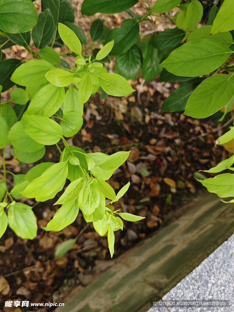 绿叶植物与木质边框景观