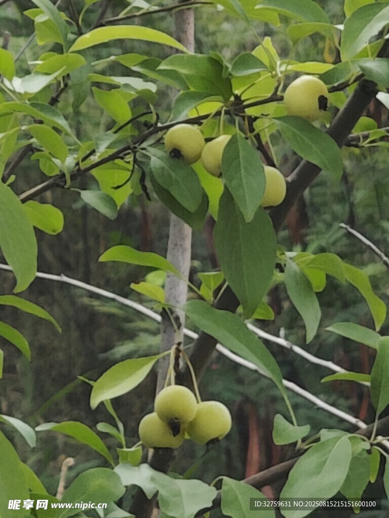 枝头挂着的青绿色果实